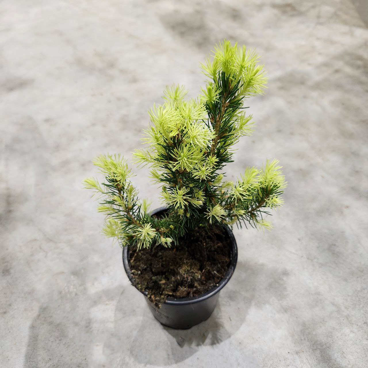 Ель канадская Дэйзис Уайт